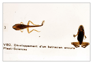 MCS-collection zoologie 02