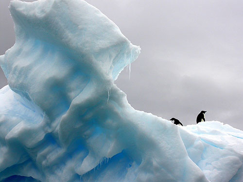 actu-pingouins