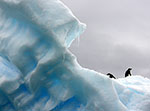 articlcop-pingouins